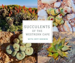 Succulents of the We